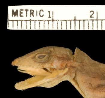 Media type: image;   Herpetology R-56003 Aspect: head lateral